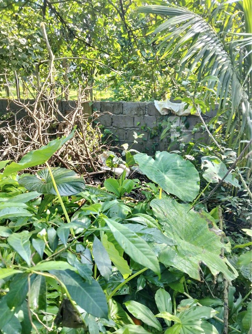 Lot for Sale (Category: Lot) located in Caloocan City. Submitted by redlioncollectiblesandhobbies (Listing ID 1465262006, Image 1). Description: 500 Square Meters Clean Title Jardin de Amor Alfonso, Cavite To know more details, please contact 0917-5062130.