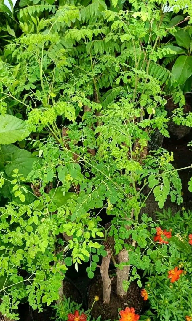 Malunggay plants ☘️ (Category: Plants & Seeds) located in Quezon City. Submitted by amazingmaria3680 (Listing ID 1465194607, Image 1). Description: malunggay plants 🪴 available on hand 👌 also available ❗ other vegetable plants varieties of chili anti mosquito repellent plants 🪴 herbs and herbal plants.