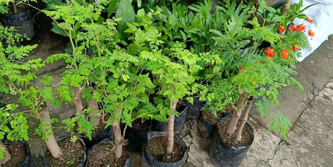 Malunggay plants ☘️ (Category: Plants & Seeds) located in Quezon City. Submitted by amazingmaria3680 (Listing ID 1465194607, Image 3). Description: malunggay plants 🪴 available on hand 👌 also available ❗ other vegetable plants varieties of chili anti mosquito repellent plants 🪴 herbs and herbal plants.