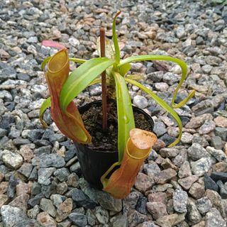 (Category: ) located in . Submitted by midnight_garden (Listing ID 1465330969, Image 1). Description: .