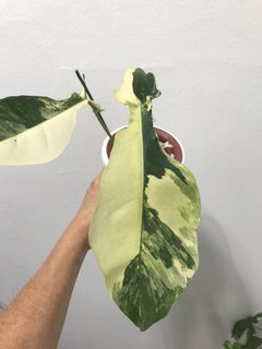 (Category: ) located in . Submitted by PlantsRanger (Listing ID 1465336310, Image 1). Description: .