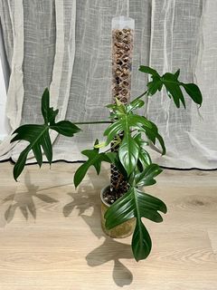 （分類：）位於 。 由 ltplants 提交（商品編號 1465295254，圖片 1）。簡介： 。