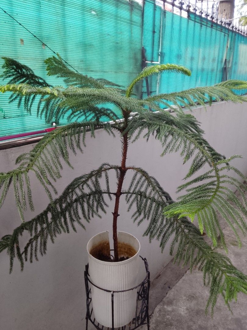 Pine tree (Category: Plants & Seeds) located in Quezon City. Submitted by zealstone_baf57c (Listing ID 1465243040, Image 2). Description: pine tree.