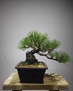 (Category: ) located in . Submitted by plants_plants (Listing ID 1465256315, Image 1). Description: .
