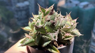 （分類：）位於 。 由 killurho55776 提交（商品編號 1467135916，圖片 1）。簡介： 。