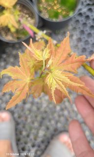 (Category: ) located in . Submitted by acer_folia_13 (Listing ID 1467005144, Image 1). Description: .
