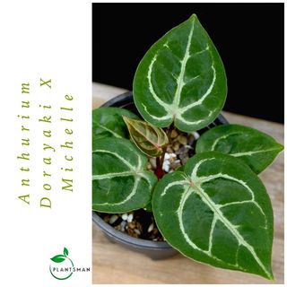 Anthurium 收藏品 3