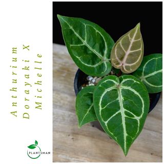 Anthurium 收藏品 1