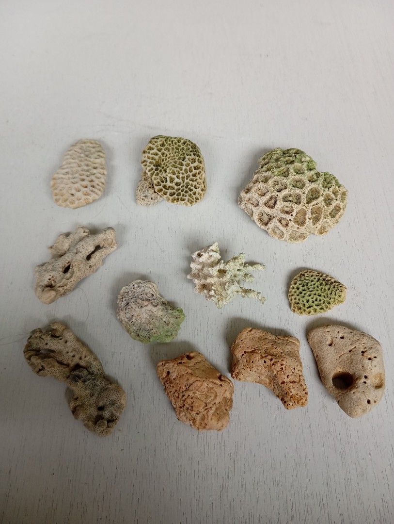 Aquarium Coral Decorations, Rocks and Seashells Bundle (Category: Homes & Other Pet Accessories) located in Caloocan City. Submitted by jonmag31 (Listing ID 1467067260, Image 3). Description: - Large bundle of aquarium decor and marine-themed display items - Includes large artificial blue and white coral trees - Features small colorful coral pieces and an orange plastic plant - Comes with assorted natural coral rocks, large clam shell, snail shel