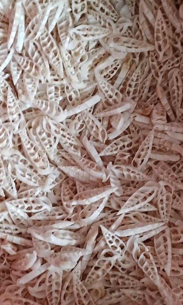 Seashells sliced Bala-bala seashells for craft (Category: Craft Supplies & Tools) located in Taguig. Submitted by amomaenterprise (Listing ID 1466991963, Image 1). Description: - Large batch of natural white sliced turret sea shells - Features exposed intricate internal chamber patterns - Cleaned and ready for your projects - Ideal for DIY crafts, resin art, jewelry making, and home decor - Perfect for vase fillers and accent pieces - Sold per pi