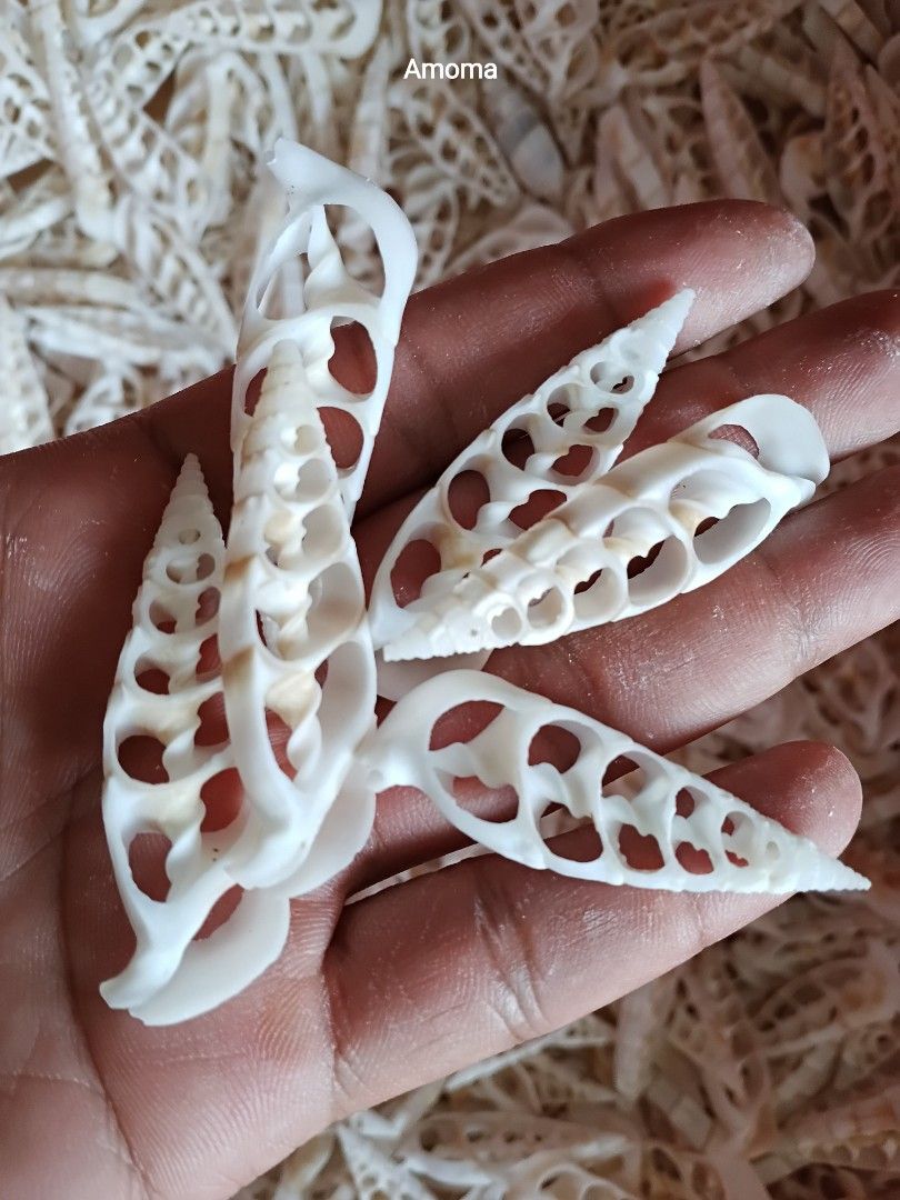 Seashells sliced Bala-bala seashells for craft (Category: Craft Supplies & Tools) located in Taguig. Submitted by amomaenterprise (Listing ID 1466991963, Image 2). Description: - Large batch of natural white sliced turret sea shells - Features exposed intricate internal chamber patterns - Cleaned and ready for your projects - Ideal for DIY crafts, resin art, jewelry making, and home decor - Perfect for vase fillers and accent pieces - Sold per pi