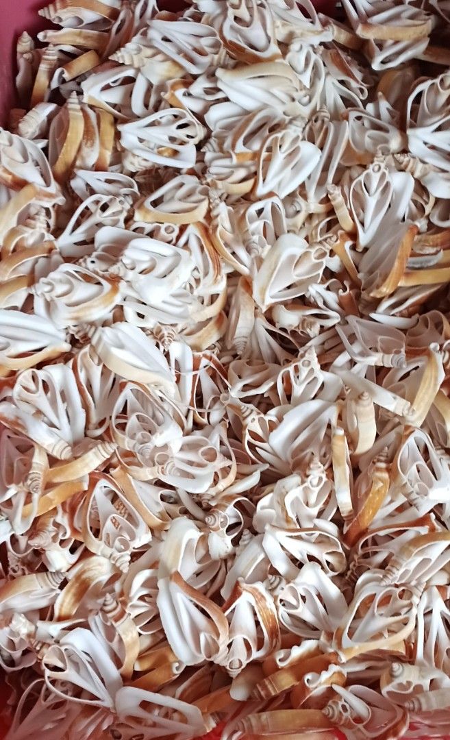 Seashells slice Canarium hells for Craft DIY Decor Collection (Category: Handmade Craft) located in Taguig. Submitted by amomaenterprise (Listing ID 1466994460, Image 1). Description: - Natural sliced seashells featuring unique internal spiral structures - Beautiful cream and brown tones - Size: Around a few centimeters per piece - Cleaned and ready to use - Perfect for coastal crafts, resin art, wind chimes, and home displays - sold per piece.