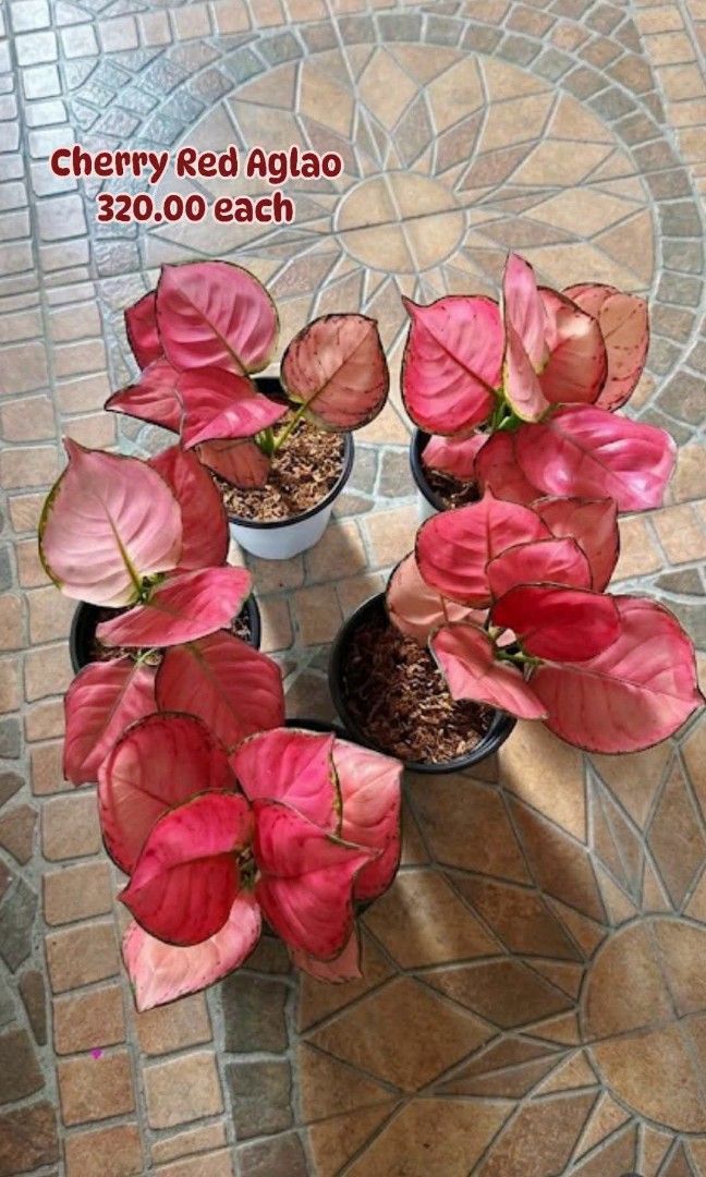 Cherry Red Aglao (Category: Plants & Seeds) located in Paranaque City. Submitted by mherz_ariel (Listing ID 1467123057, Image 1). Description: .