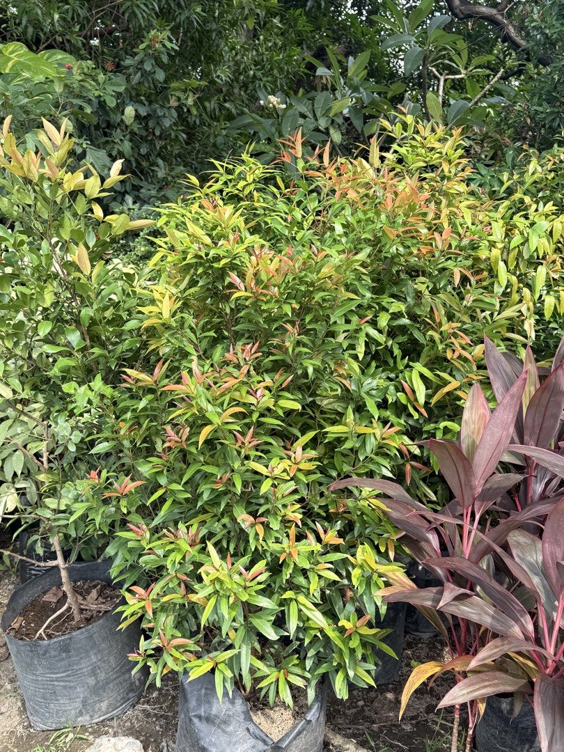 Eugenia plants 4ft (Category: Plants & Seeds) located in Paranaque City. Submitted by plants_sale (Listing ID 1467110390, Image 3). Description: .