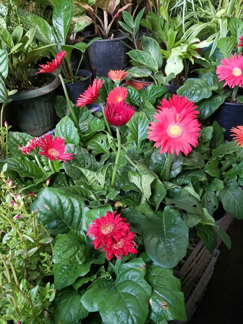 Flowering plants 🌷daisy rose Marigold azalea (Category: Plants & Seeds) located in Quezon City. Submitted by amazingmaria3680 (Listing ID 1467097565, Image 1). Description: .