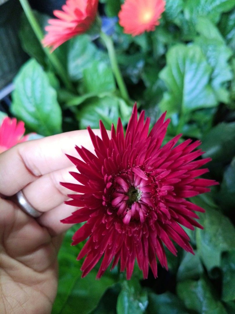 Flowering plants 🌷daisy rose Marigold azalea (Category: Plants & Seeds) located in Quezon City. Submitted by amazingmaria3680 (Listing ID 1467097565, Image 3). Description: .