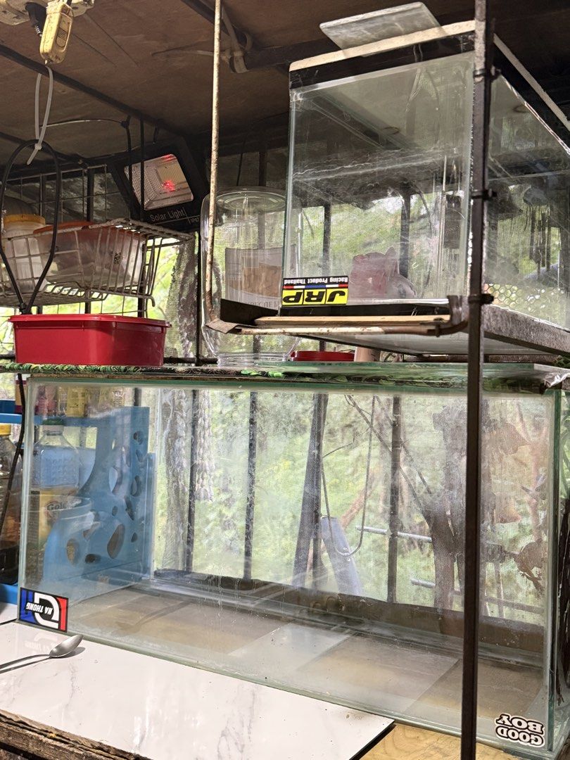 Glass fish tanks on metal rack (Category: Fishing) located in Quezon City. Submitted by greys.grace (Listing ID 1467058423, Image 2). Description: Dinidispose na. Get nyo na 🥹 Customized aquarium 30lx12wx16h 16x8x10.