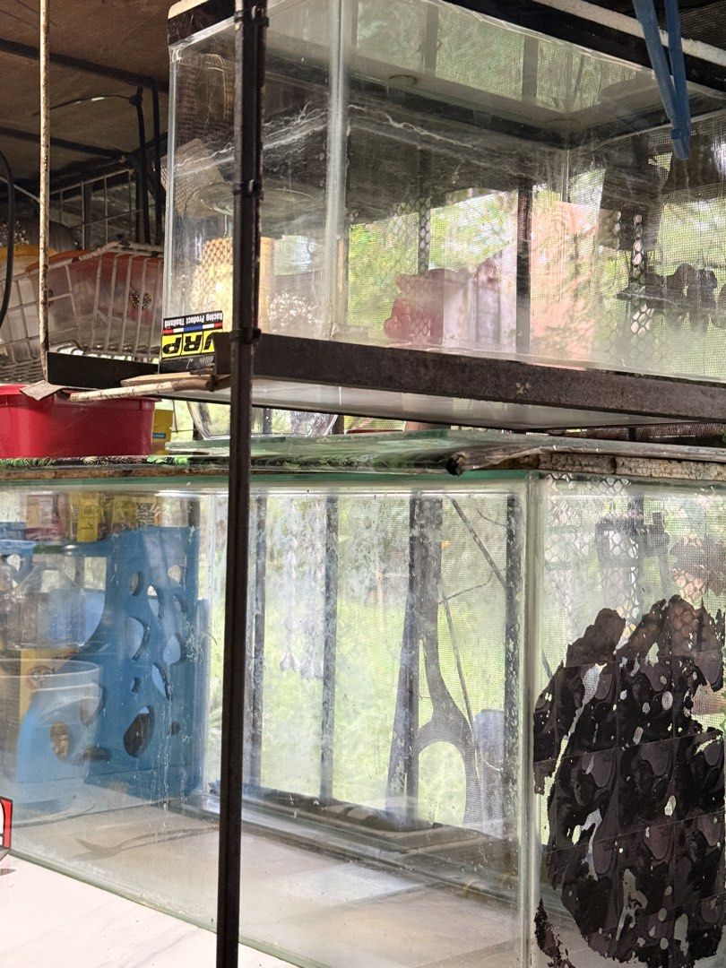 Glass fish tanks on metal rack (Category: Fishing) located in Quezon City. Submitted by greys.grace (Listing ID 1467058423, Image 1). Description: Dinidispose na. Get nyo na 🥹 Customized aquarium 30lx12wx16h 16x8x10.