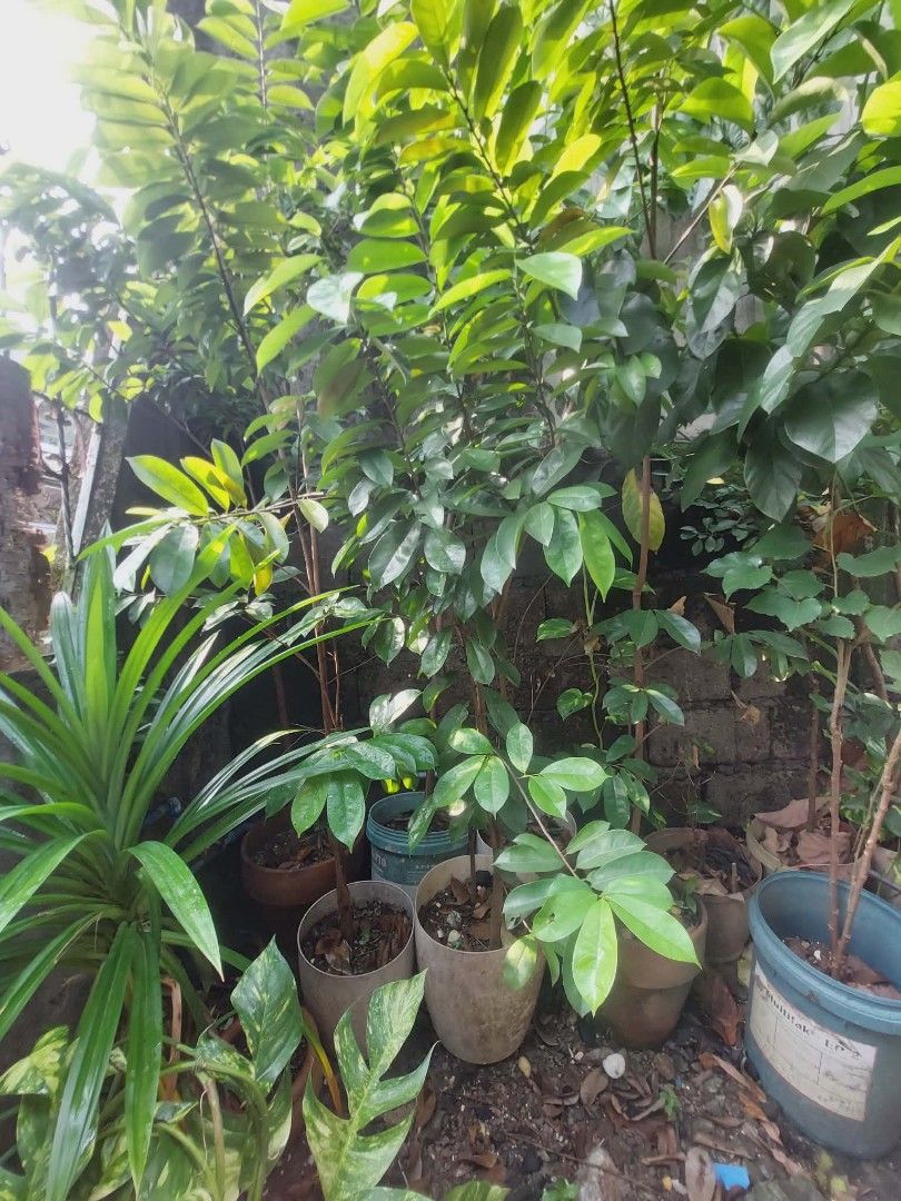 Guyabano Tree (Category: Plants & Seeds) located in Quezon City. Submitted by mafiamodel50999 (Listing ID 1467064050, Image 2). Description: -7 ft Guyabano Tree -1000 each -2500 if take all 3 puno available -Lalamove pick up -gcash payment Location: Fairview.