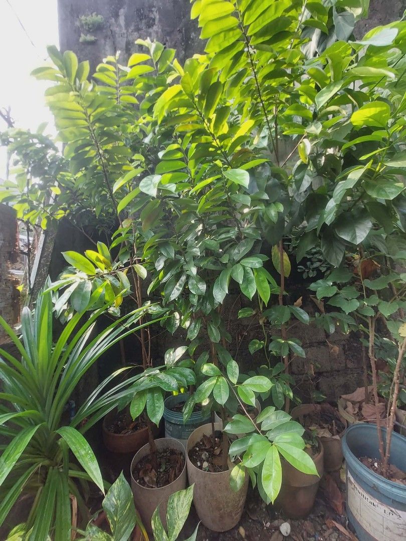 Guyabano Tree (Category: Plants & Seeds) located in Quezon City. Submitted by mafiamodel50999 (Listing ID 1467064050, Image 3). Description: -7 ft Guyabano Tree -1000 each -2500 if take all 3 puno available -Lalamove pick up -gcash payment Location: Fairview.
