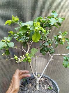 (Category: ) located in . Submitted by sindo.sg (Listing ID 1467006074, Image 1). Description: .