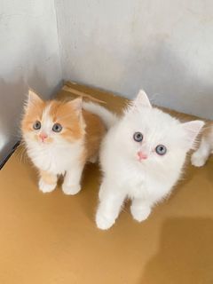 (Kategori: ) berada di . Dikirim oleh cimoycat (ID iklan 1466985634, Gambar 1). Deskripsi: .