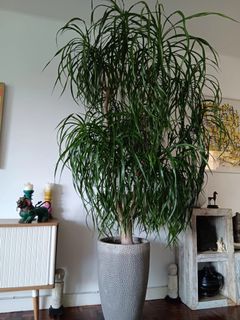 （分類：）位於 。 由 heloisev 提交（商品編號 1466973072，圖片 1）。簡介： 。
