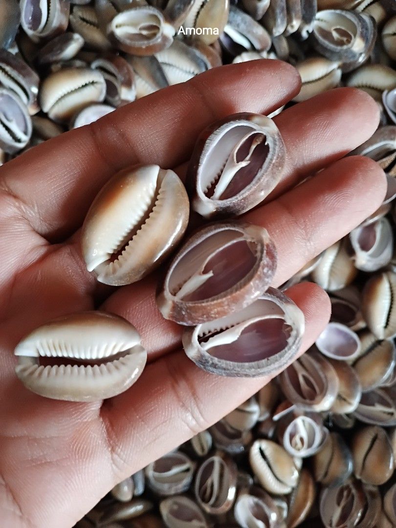 Seashells sliced snakehead seashells for Craft (Category: Handmade Craft) located in Taguig. Submitted by amomaenterprise (Listing ID 1466993320, Image 2). Description: - Natural brown cowrie shells - Cleaned and ready for use - Smooth texture with classic underside slits - Perfect for DIY projects, jewelry making, and home decor - sold per piece.