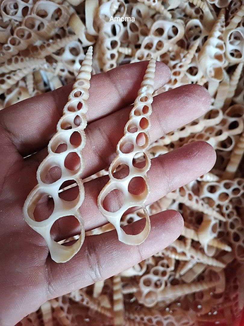 Seashells sliced tortilla seashells for craft (Category: Craft Supplies & Tools) located in Taguig. Submitted by amomaenterprise (Listing ID 1466992642, Image 2). Description: - Natural spiral seashells cut open to showcase intricate inner chambers - Unique hollow design in lovely beige and white tones - Cleaned and ready to use for creative projects - Perfect for DIY crafts, resin art, jewelry making, and coastal home decor - Great for aquarium 