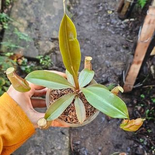 (Category: ) located in . Submitted by sindo.sg (Listing ID 1467019221, Image 1). Description: .
