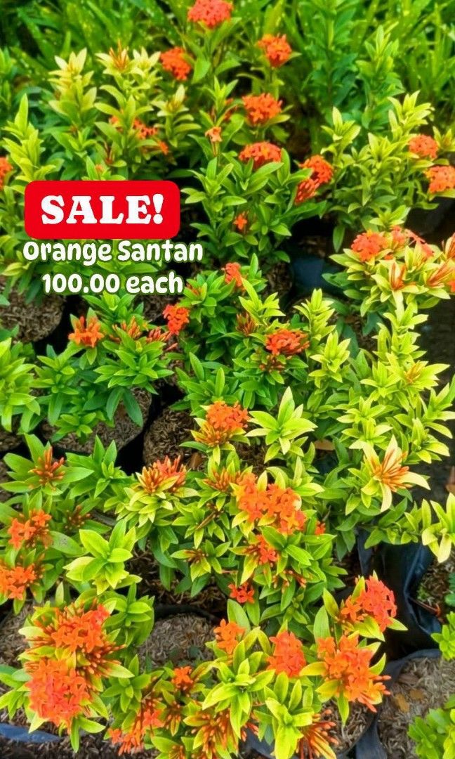 Orange Santan (Category: Plants & Seeds) located in Paranaque City. Submitted by mherz_ariel (Listing ID 1467123311, Image 1). Description: .
