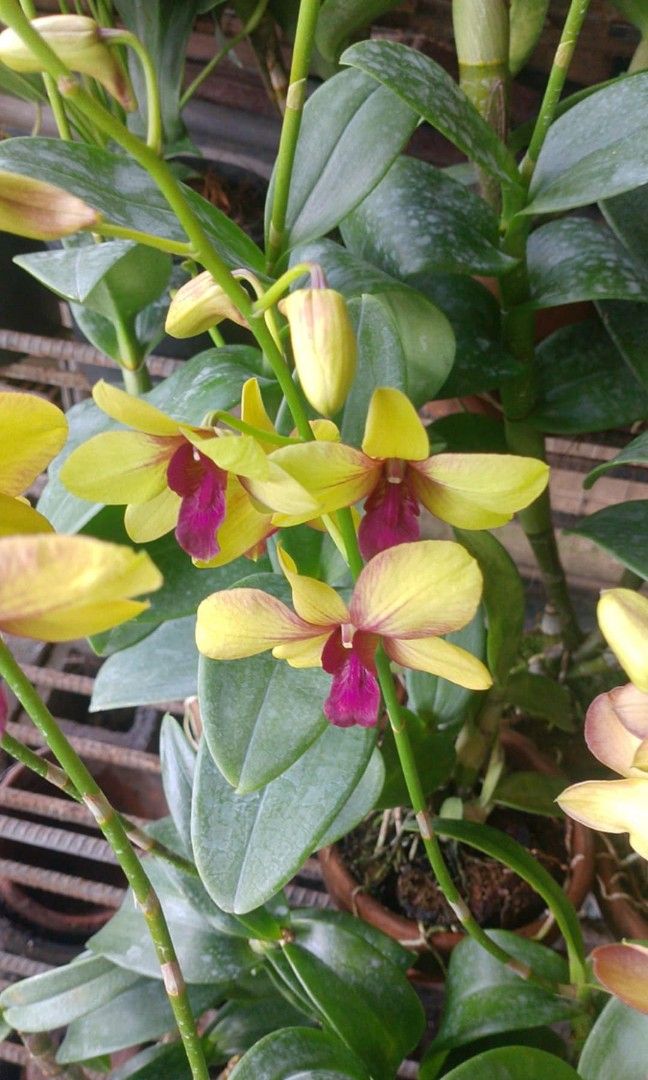 Peace lily dendrobium orchids (Category: Plants & Seeds) located in Quezon City. Submitted by amazingmaria3680 (Listing ID 1467098042, Image 3). Description: .