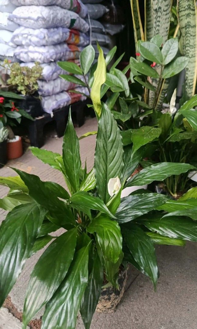 Peace lily dendrobium orchids (Category: Plants & Seeds) located in Quezon City. Submitted by amazingmaria3680 (Listing ID 1467098042, Image 2). Description: .