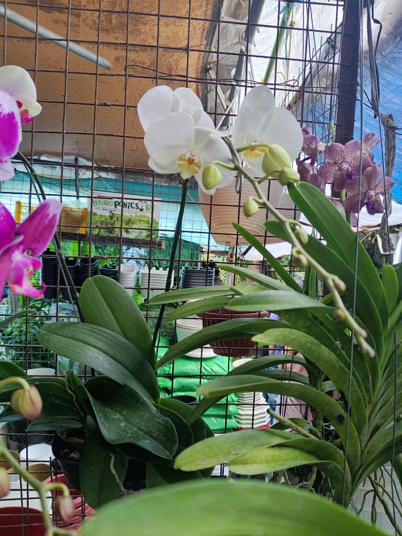 Phals and vanda orchids (Category: Plants & Seeds) located in Quezon City. Submitted by amazingmaria3680 (Listing ID 1467097154, Image 2). Description: .