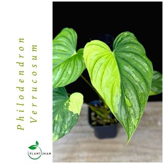 (Category: ) located in . Submitted by plantsman.sg (Listing ID 1467081866, Image 1). Description: .