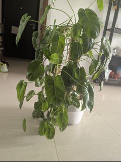 (Category: ) located in . Submitted by rarunvenkatesh (Listing ID 1466996719, Image 1). Description: .