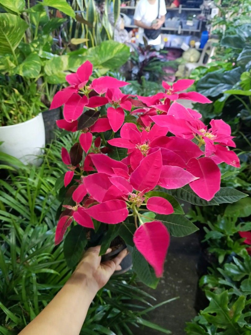 Poinsettia plants (Category: Plants & Seeds) located in Quezon City. Submitted by amazingmaria3680 (Listing ID 1467097285, Image 2). Description: .