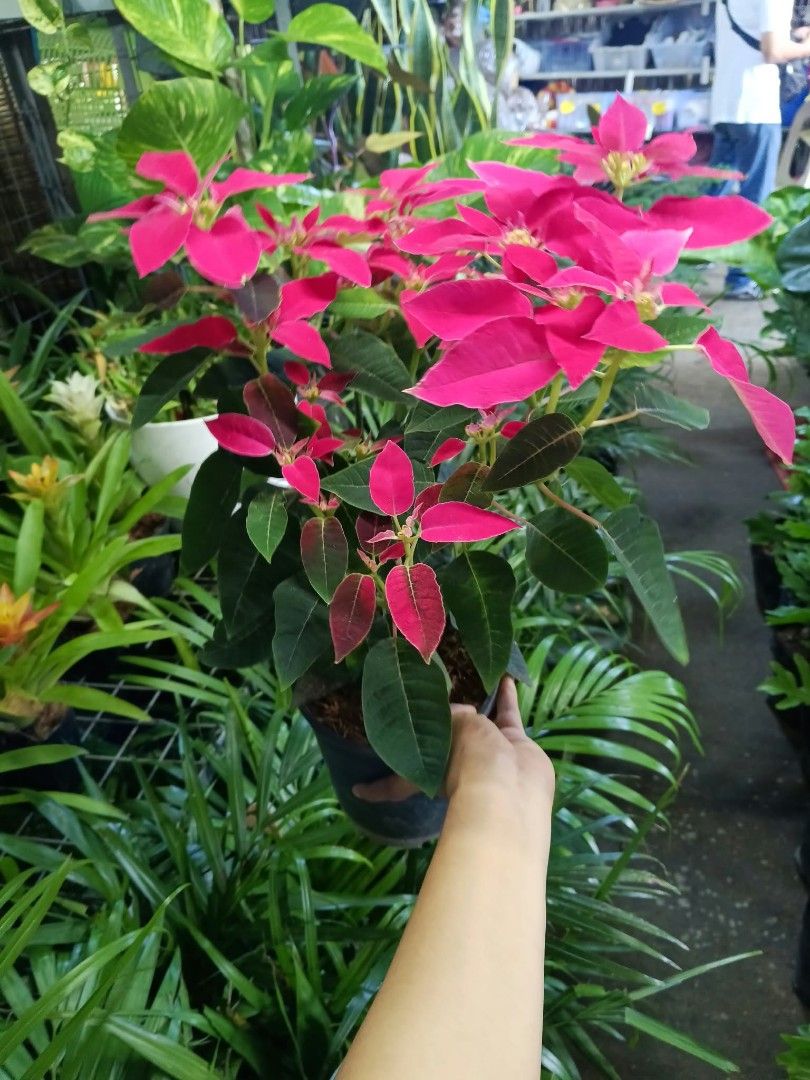 Poinsettia plants (Category: Plants & Seeds) located in Quezon City. Submitted by amazingmaria3680 (Listing ID 1467097285, Image 3). Description: .
