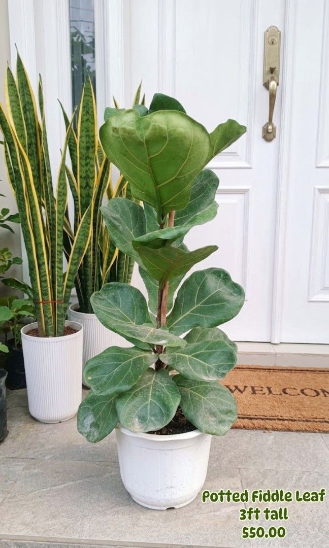 Potted Fiddle Leaf 3ft (Category: Plants & Seeds) located in Paranaque City. Submitted by mherz_ariel (Listing ID 1467122905, Image 1). Description: .