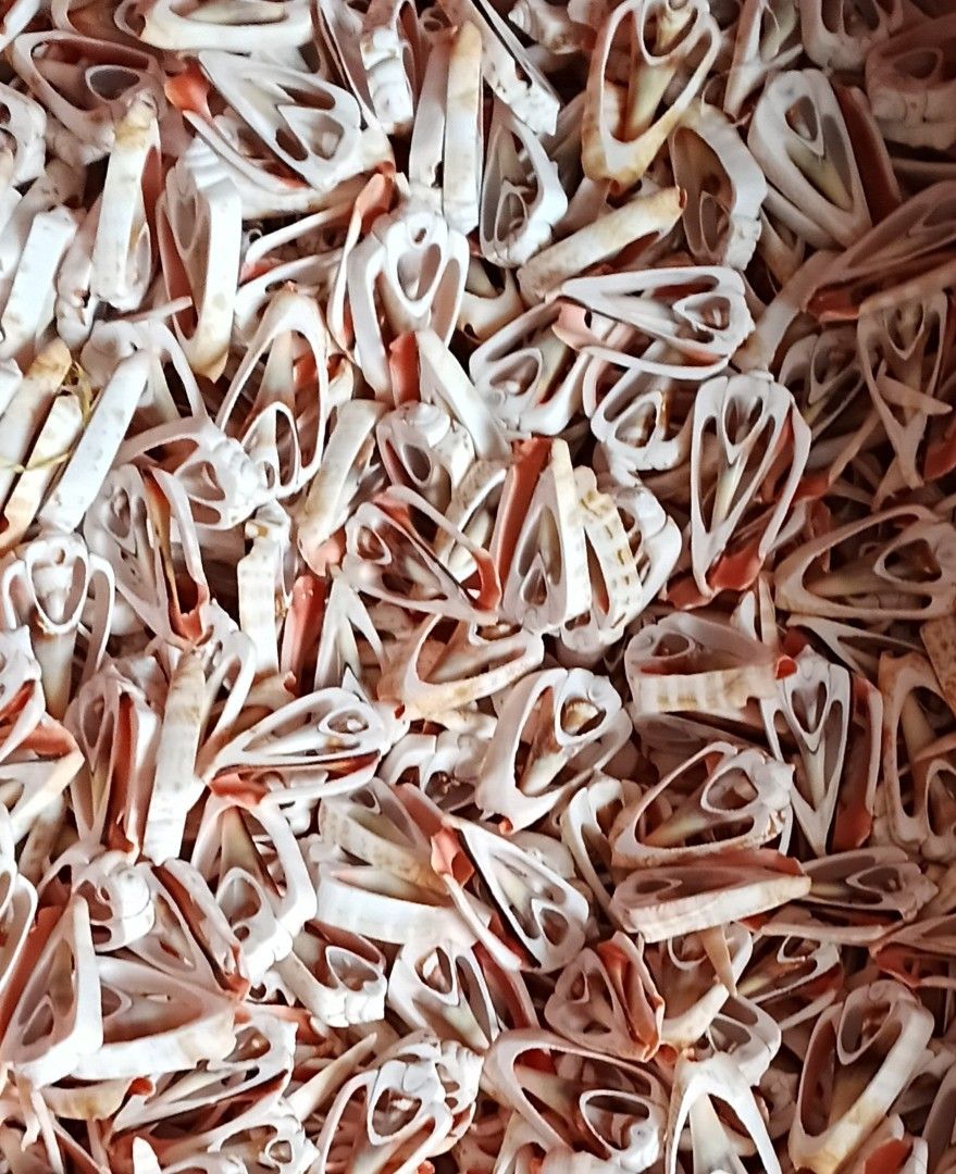 Seashells sliced Redlips seashells for craft (Category: Craft Supplies & Tools) located in Taguig. Submitted by amomaenterprise (Listing ID 1466992349, Image 1). Description: - Large batch of sliced and sectioned natural sea shells - Features striking white and reddish-brown interior patterns - Clean-cut edges revealing the intricate spiral structure - Perfect for DIY crafts, resin art, jewelry making, and home decor - sold per piece.