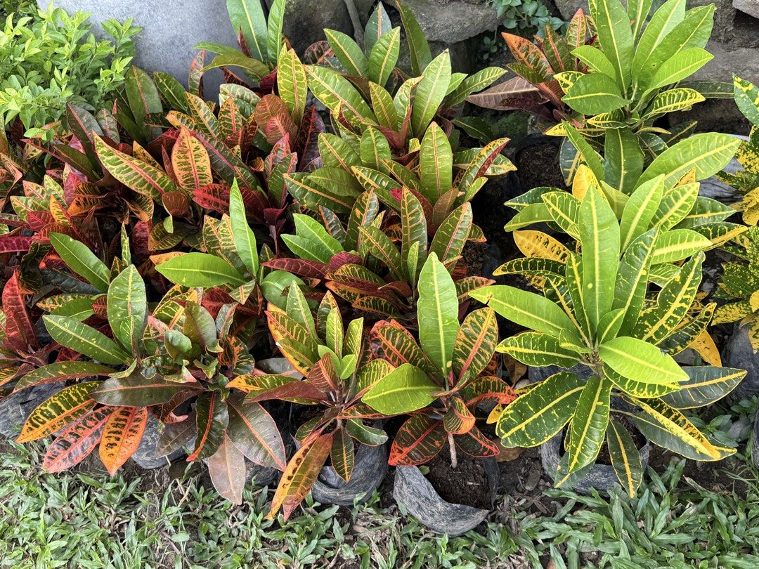 San francisco plants (Category: Plants & Seeds) located in Paranaque City. Submitted by plants_sale (Listing ID 1467111028, Image 3). Description: .