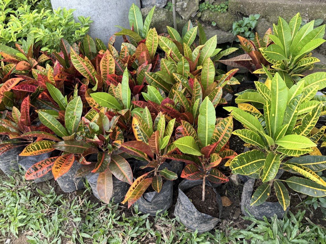 San francisco plants (Category: Plants & Seeds) located in Paranaque City. Submitted by plants_sale (Listing ID 1467111028, Image 2). Description: .