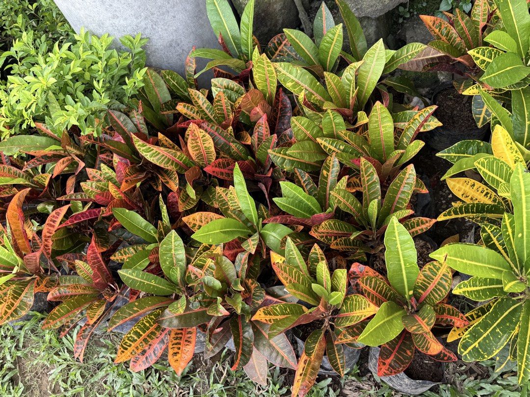 San francisco plants (Category: Plants & Seeds) located in Paranaque City. Submitted by plants_sale (Listing ID 1467111028, Image 1). Description: .