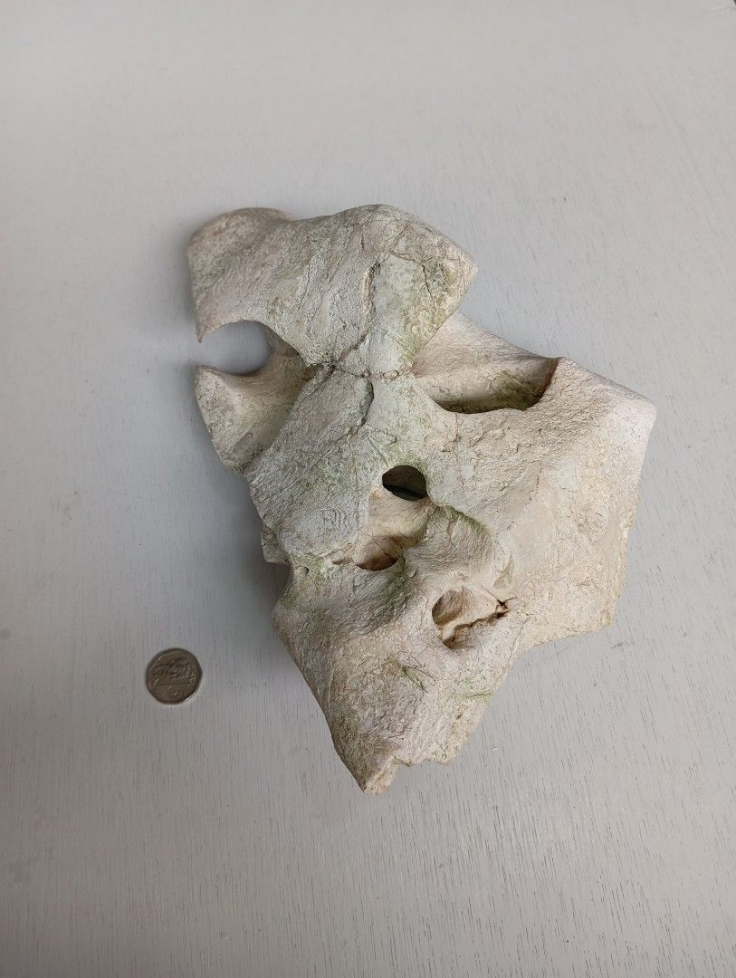 Skull Rock (Category: Homes & Other Pet Accessories) located in Caloocan City. Submitted by jonmag31 (Listing ID 1467059936, Image 3). Description: Ideal for cichlids aquarium. Distinctive large hollow opening in the center plus smaller natural cavities throughout. Solid structure. Coin included in photos to show scale. Pick up or local delivery arranged upon request..