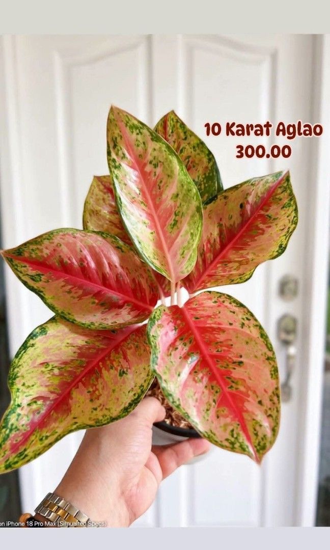 10 Karat Aglao (Category: Plants & Seeds) located in Paranaque City. Submitted by mherz_ariel (Listing ID 1467179595, Image 1). Description: .