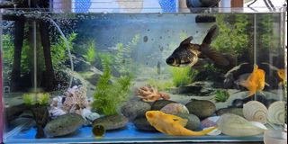 (Category: ) located in . Submitted by bunnyling (Listing ID 1467169365, Image 1). Description: .