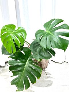 （分類：）位於 。 由 szelong2506 提交（商品編號 1467318645，圖片 1）。簡介： 。