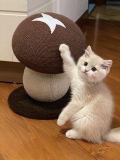 （分類：）位於 。 由 k12kk 提交（商品編號 1467175193，圖片 1）。簡介： 。