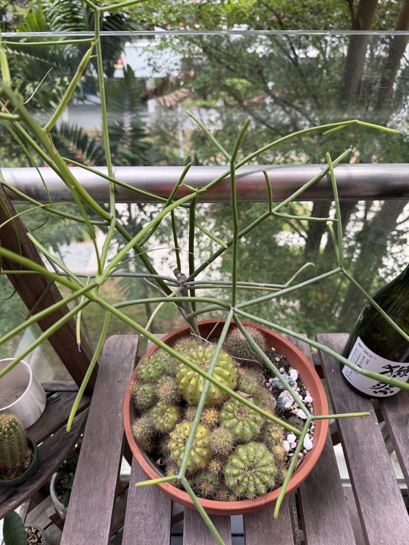 Assorted cacti (Category: Plants & Seeds) located in Singapore. Submitted by cafelattelover (Listing ID 1467302883, Image 2). Description: - Assorted healthy cacti planted together in a terracotta pot - Low maintenance and very easy to care for, ideal for indoor or balcony display Doorstep collection only please.