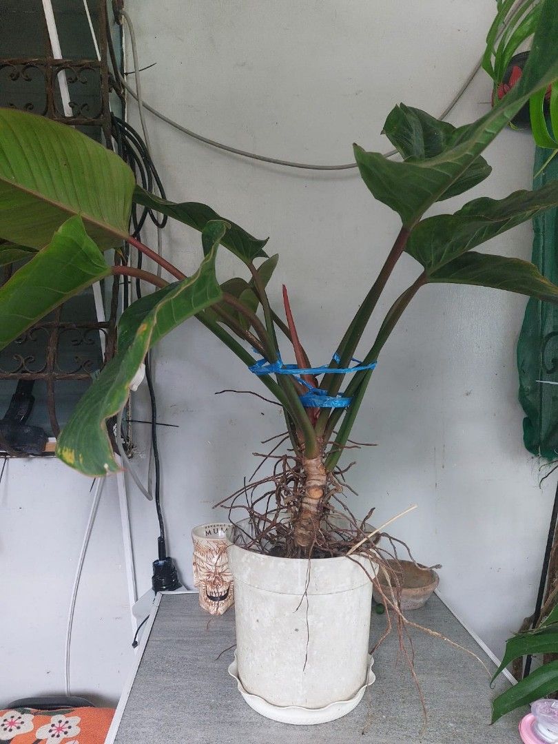 Assorted Plants (Category: Plants & Seeds) located in Quezon City. Submitted by mafiamodel50999 (Listing ID 1467355204, Image 1). Description: price starts with 200 gcash payment lalamove delivery.